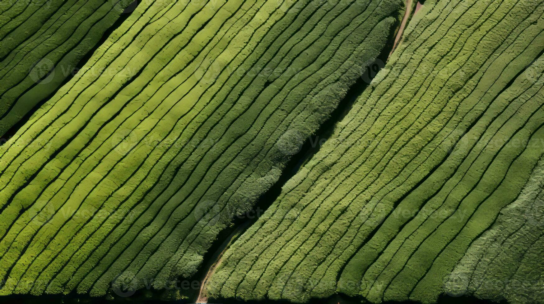 AI generated Tea plantation landscape, top view texture photo