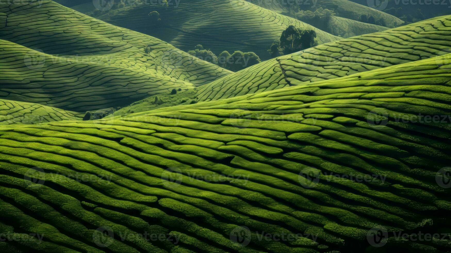 AI generated Green tea plantation, top view texture photo