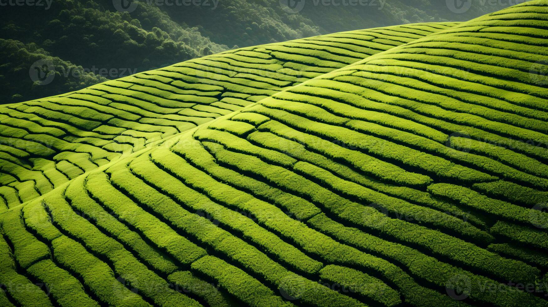 ai generado verde té plantación, parte superior ver textura foto