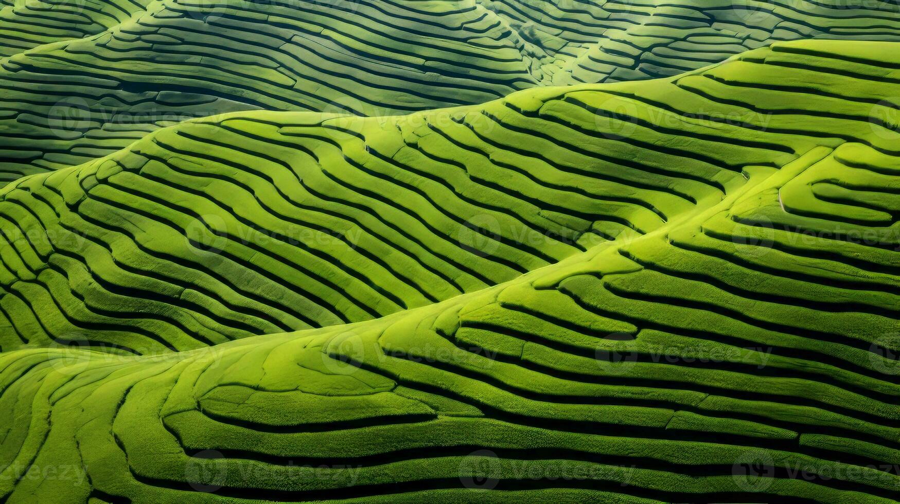 AI generated Green tea plantation, top view texture photo