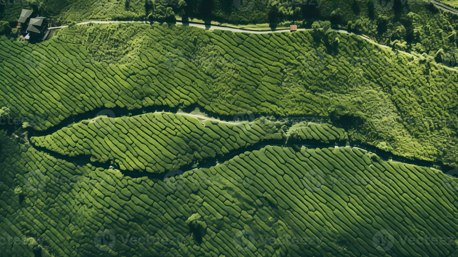 AI generated Green tea plantation, top view texture photo