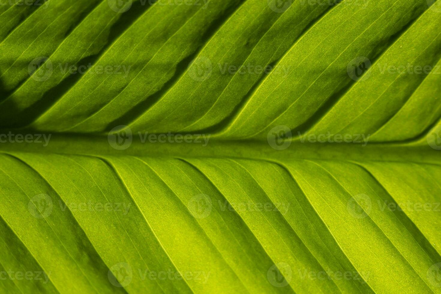 Texture background of a plant leaf for overlay or texture design patterns photo