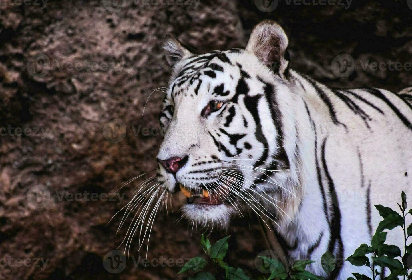a white tiger is standing in front of a rock wall photo