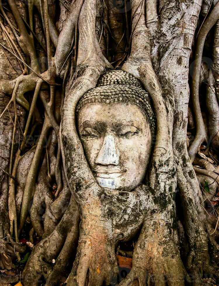 a buddha head is in the roots of a tree photo