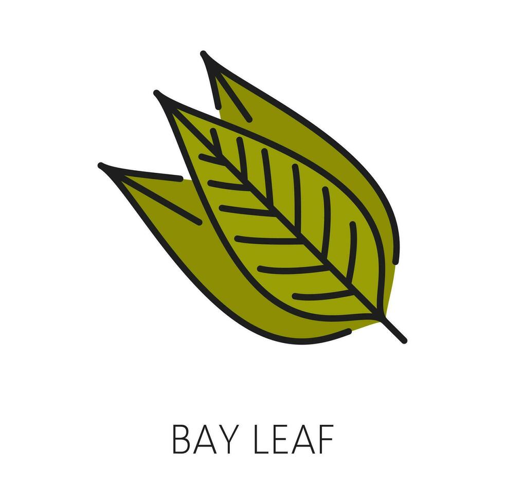 bahía hoja cocina hierba, laurel hojas contorno icono vector