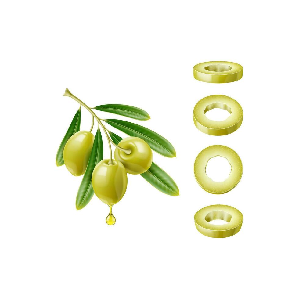 Realistic olive branch and green slices, oil drop vector