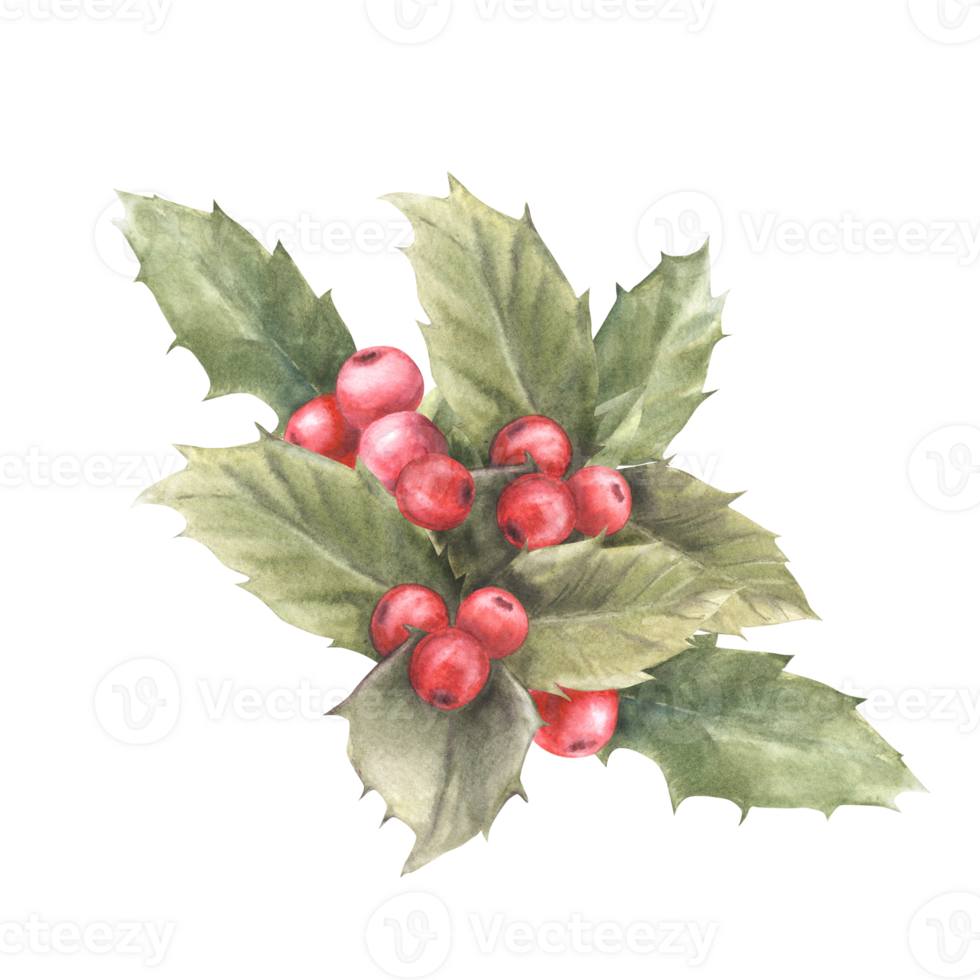 Watercolor painted branches holly leaves and red berries arrangement Illustration. Christmas and New Year plant symbol for your card design, winter holiday celebrate decor png