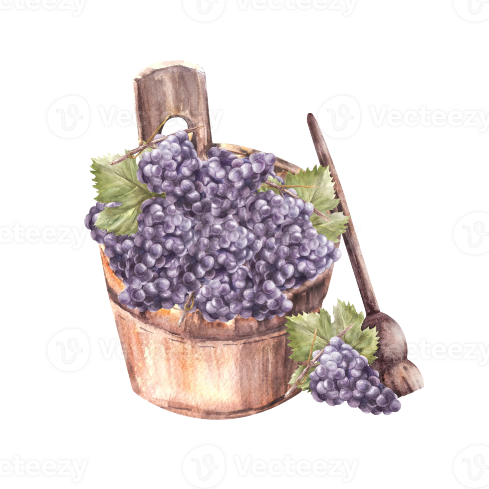 Watercolor wooden bucket with grapevine, blue grapes, crasher. Hand painted watercolour illustration. Harvesting for winemaking, winery. For label, sticker, wine list, menu, print png