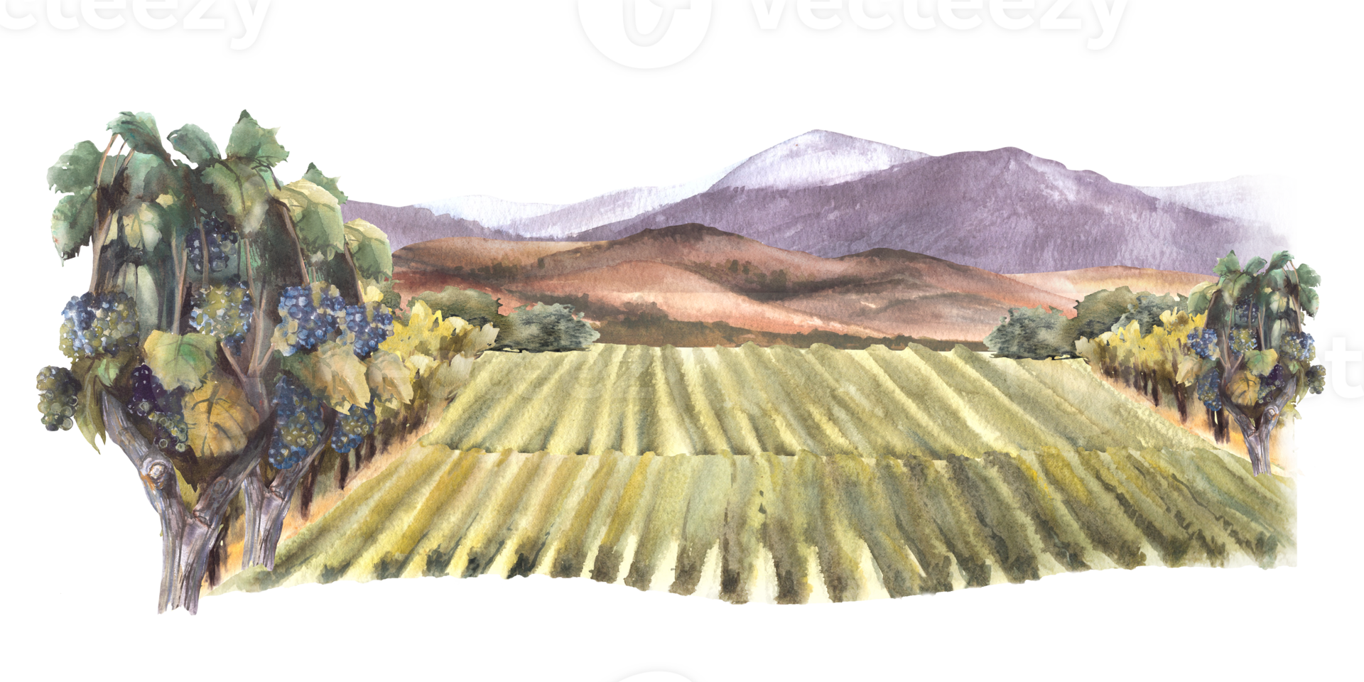 Watercolor landscape with grape fields, vineyards, bushes, trees, grape plant, hills and mountains. Rural landscape, winemaking label. Hand draw watercolor illustration png