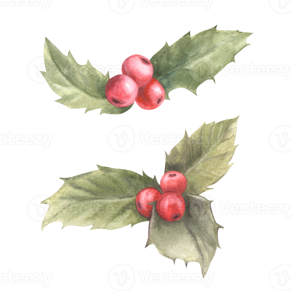 Watercolor painted branches holly leaves and red berries. Illustration. Christmas and New Year plant symbol for your card design, winter holiday celebrate decor, print png