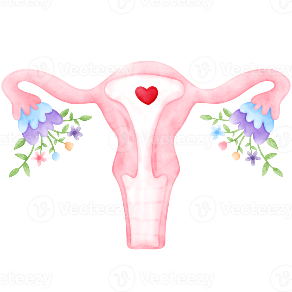 Menstrual, period, Female, watercolor, Menstruation png