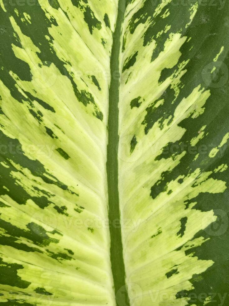 close up of a Dumb cane leaf photo
