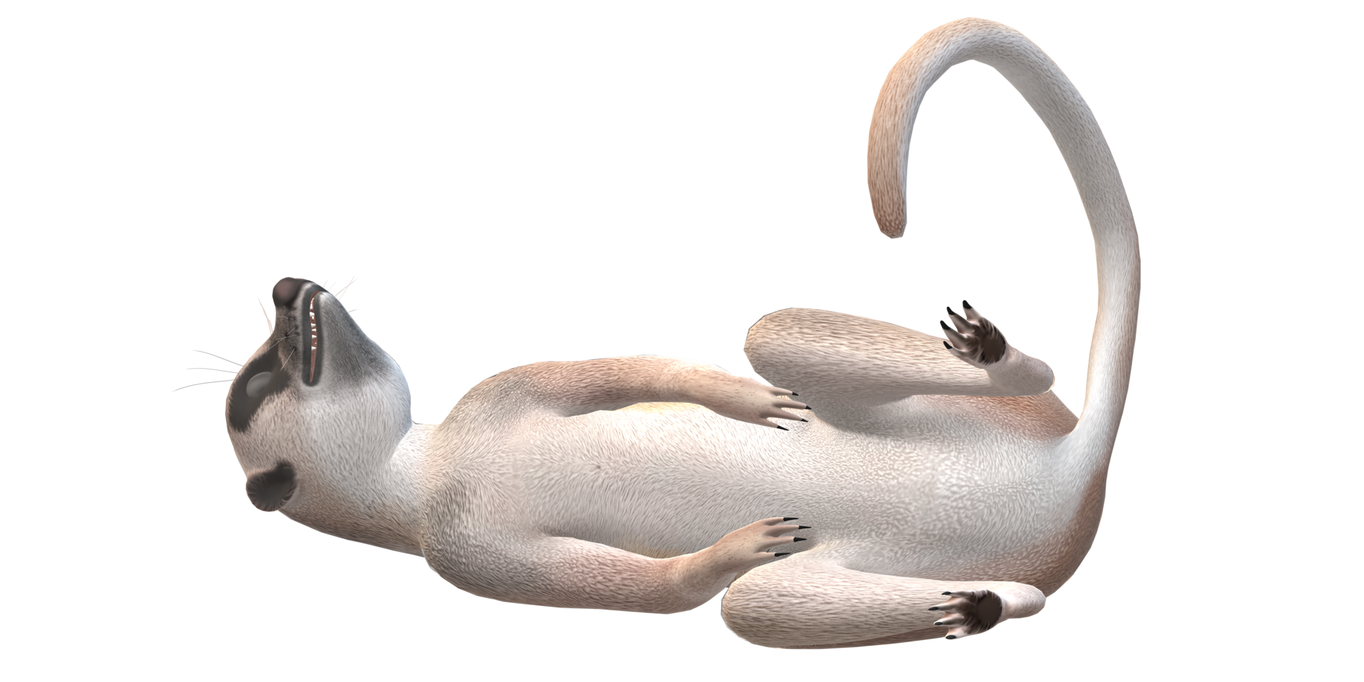Meerkat isolated on a Transparent Background png