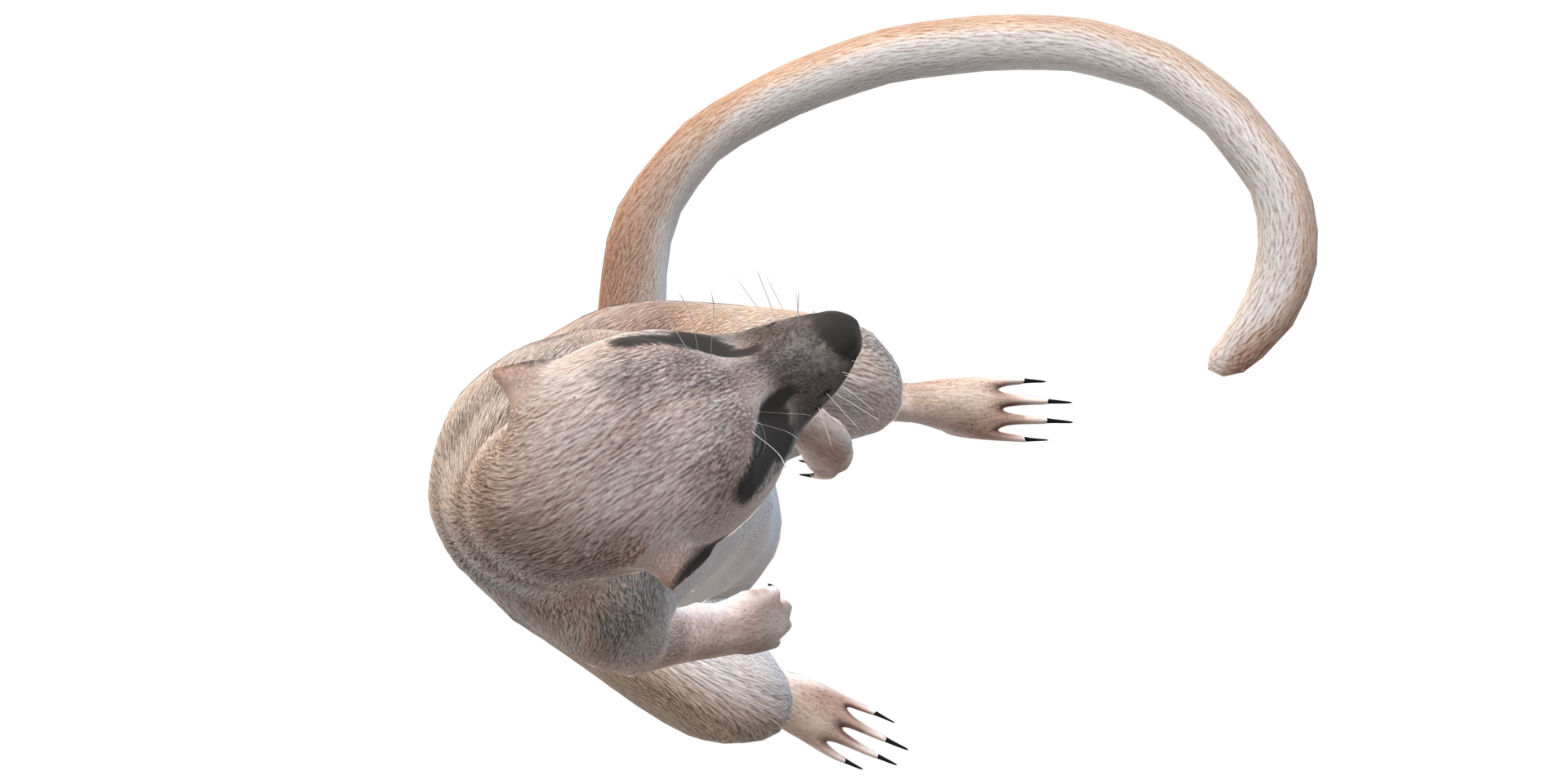 Meerkat isolated on a Transparent Background png