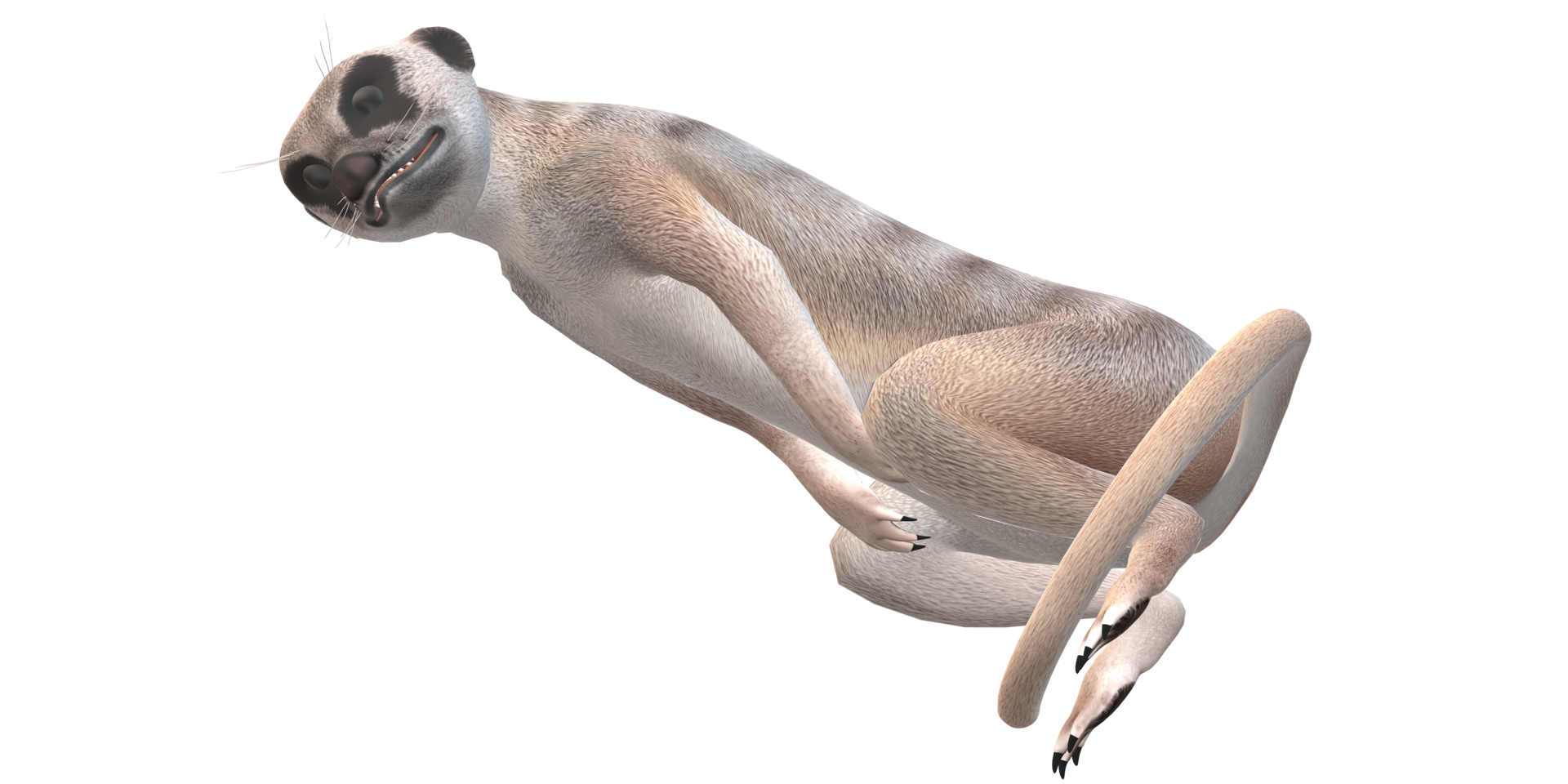 Meerkat isolated on a Transparent Background png