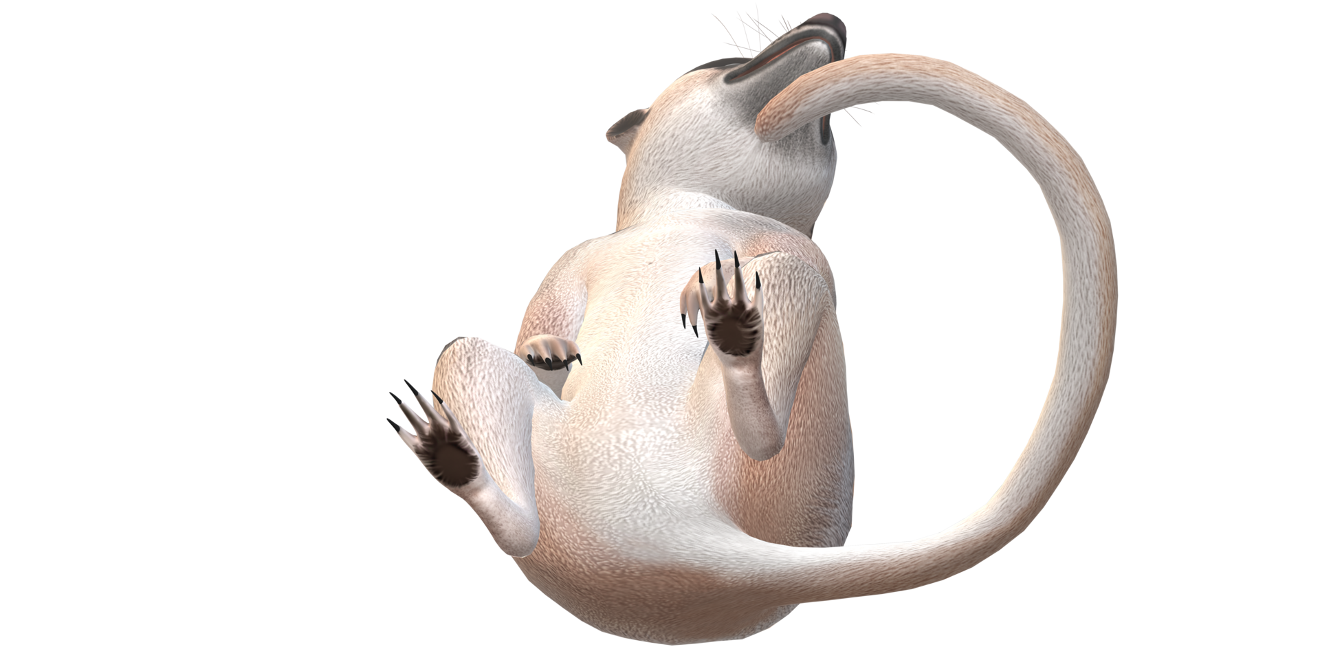 Meerkat isolated on a Transparent Background png