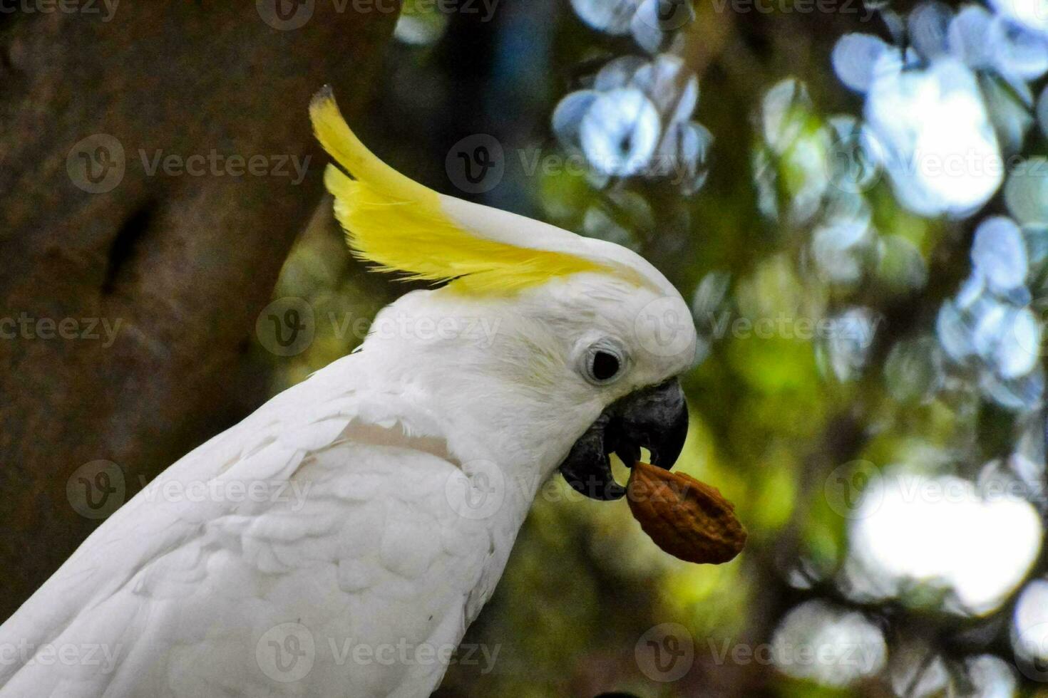 a white parrot with yellow feathers eating a nut photo