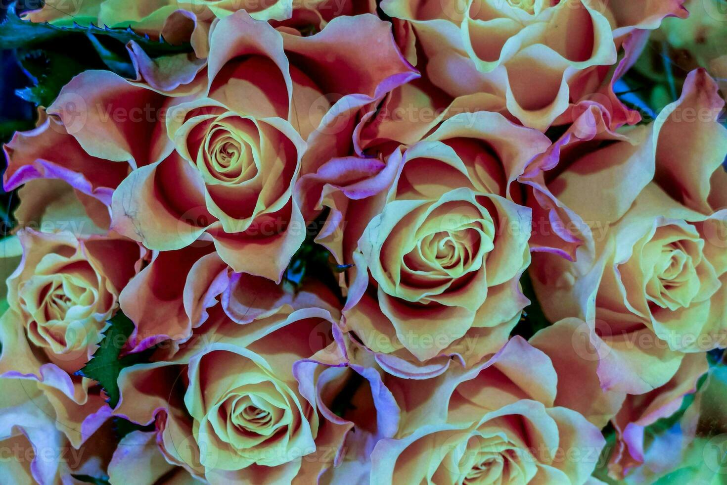 colorful roses are arranged in a vase photo