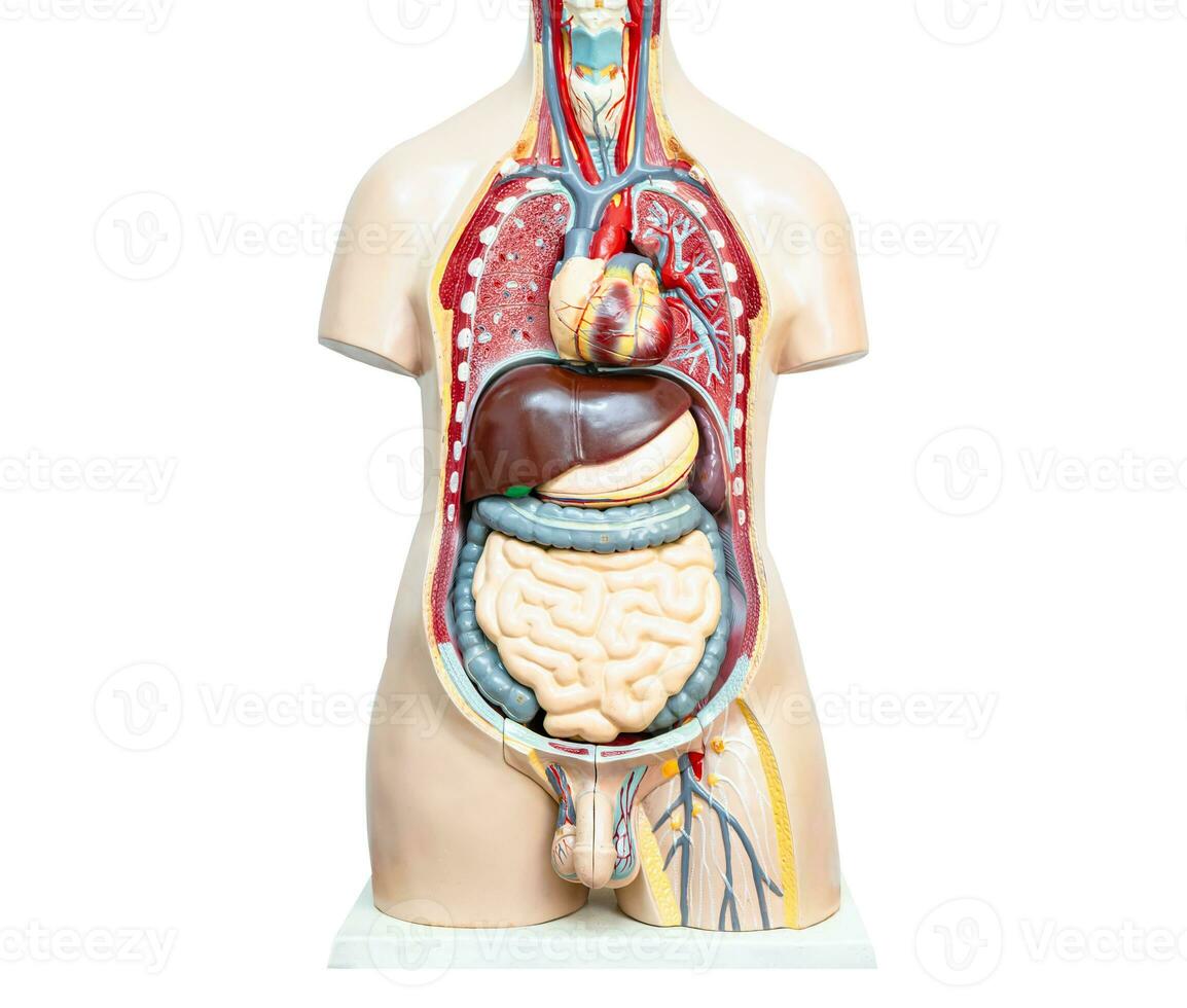 humano cuerpo modelo anatomía para médico formación curso, enseñando medicina educación. foto