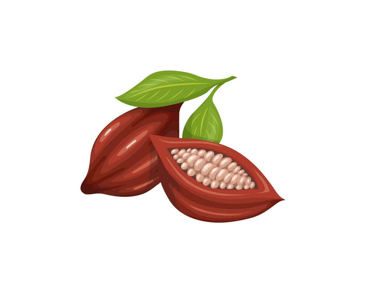 Cacao beans with green leaves in cartoon style.  Sliced Cacao beans into halves. Isolated vector illustration.
