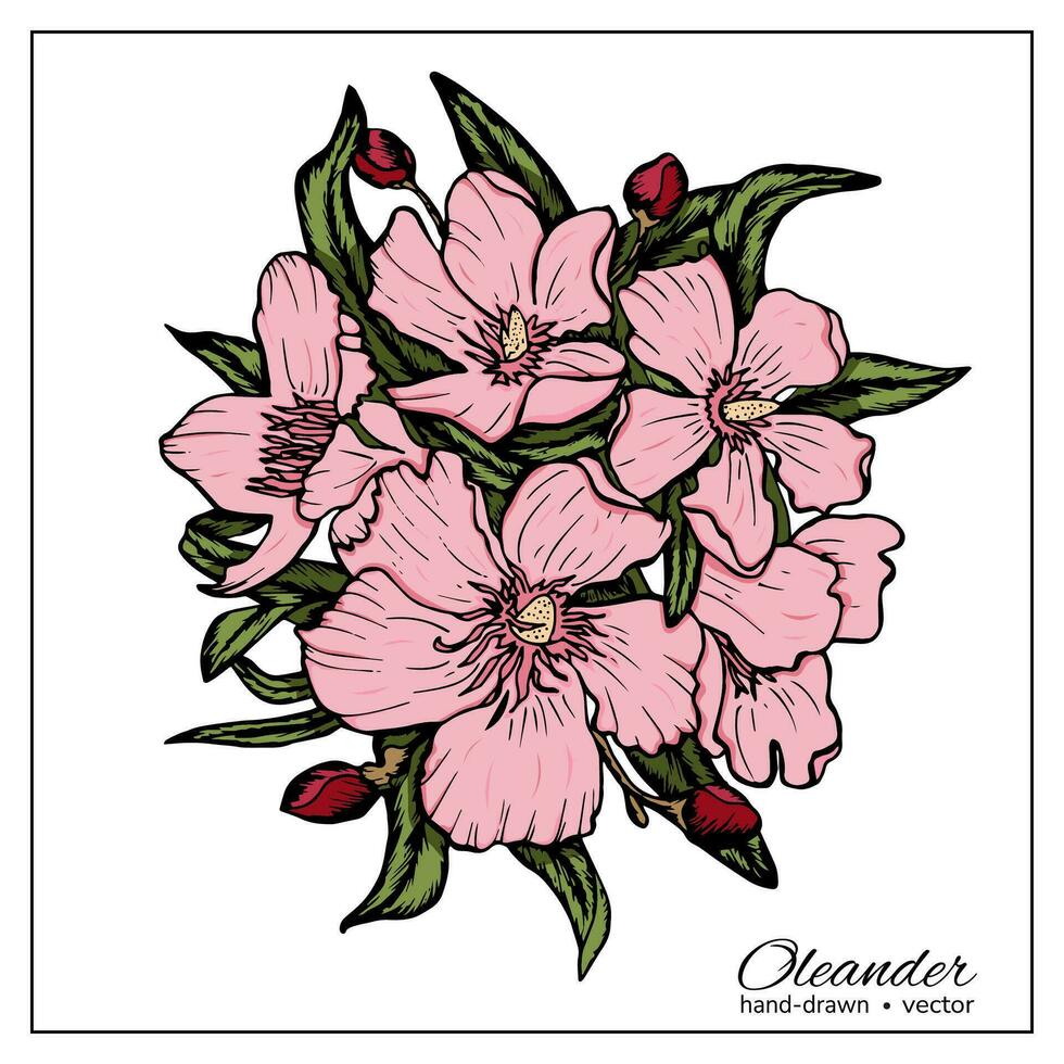 Nerium oleander. Hand drawn vector illustration of oleander branch on white background for coloring book, decoration, design.