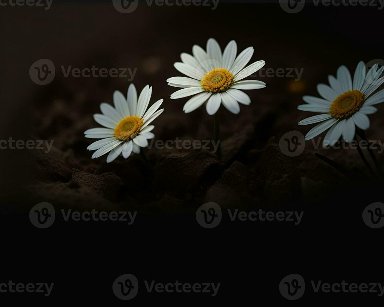 AI Generative Beautiful copy space background with Daisy flower for content creation photo
