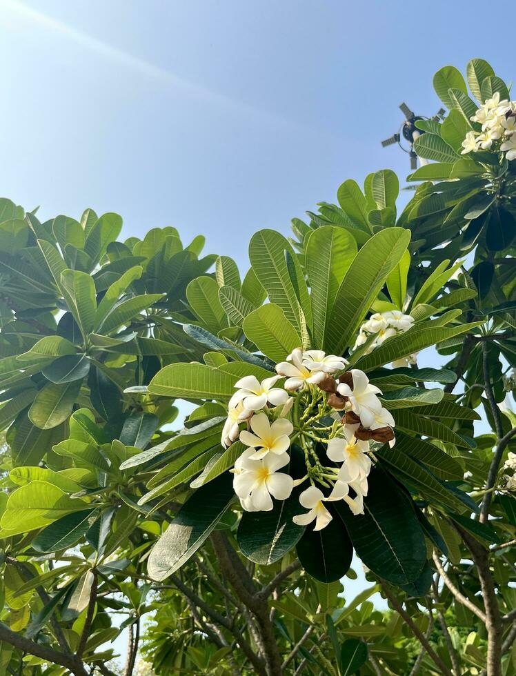 Bunga kamboja flowers. Botanical plant on tree isolated on green leaves and blue sky background. Plumeria alba rubra, frangipani flower photography. photo