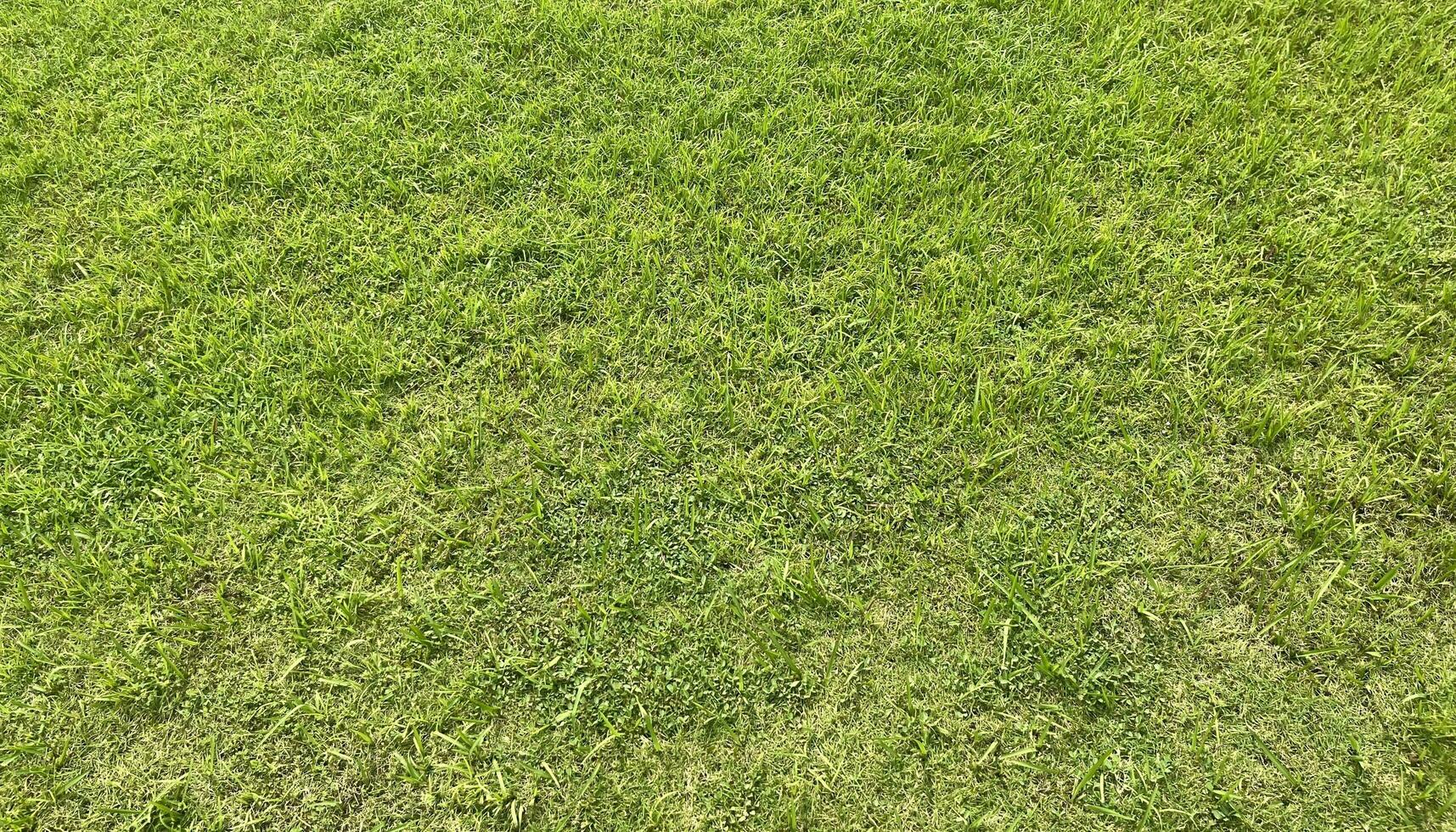 ligero verde de colores césped textura en al aire libre parque suelo. vacío natural eco temática antecedentes fondo de pantalla con vacío Copiar espacio para texto o otro objetos. foto