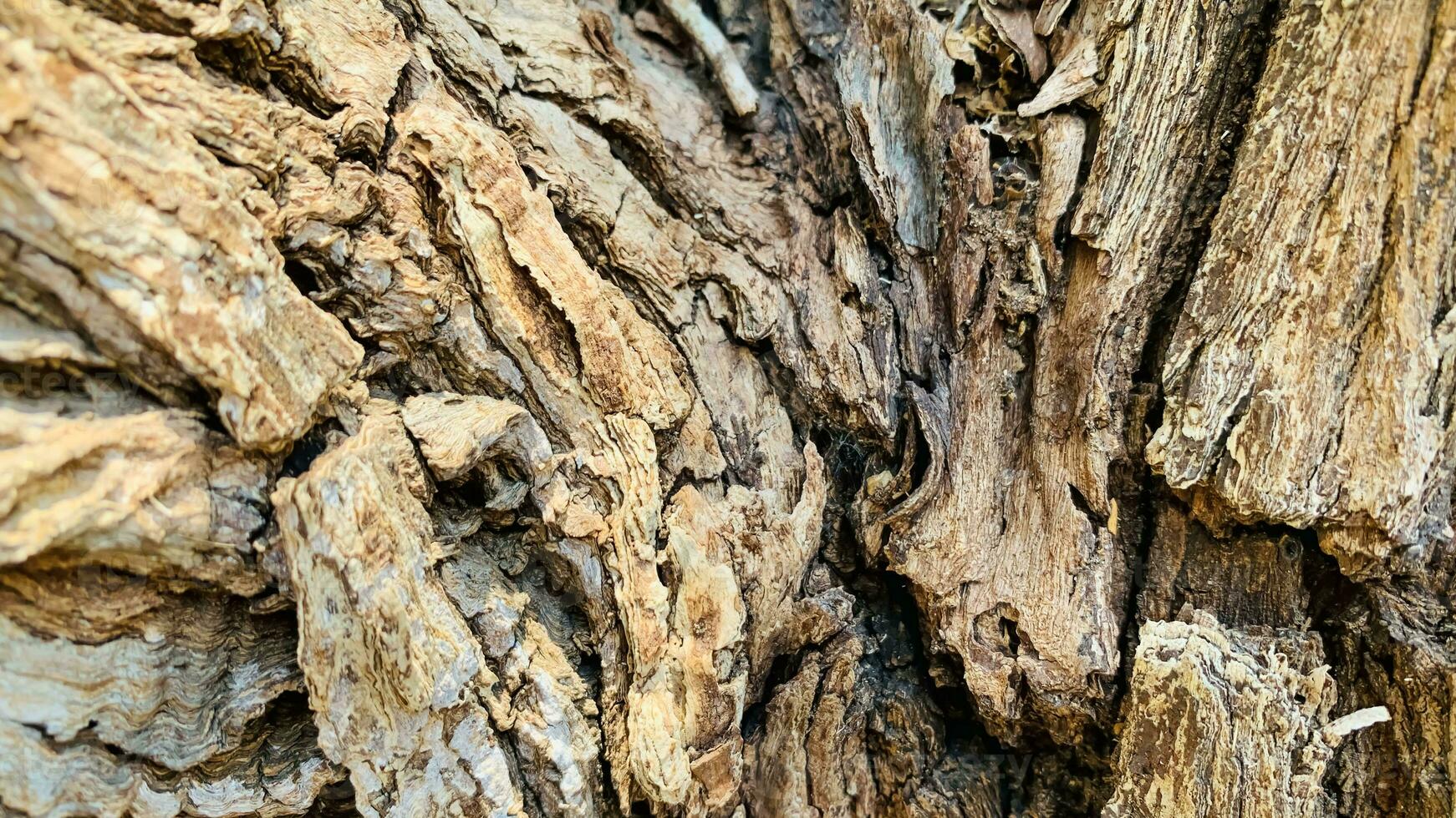 tree trunk background, Bark pattern is seamless texture from tree. For background wood work, Bark of brown hardwood, thick bark hardwood, residential house wood. photo