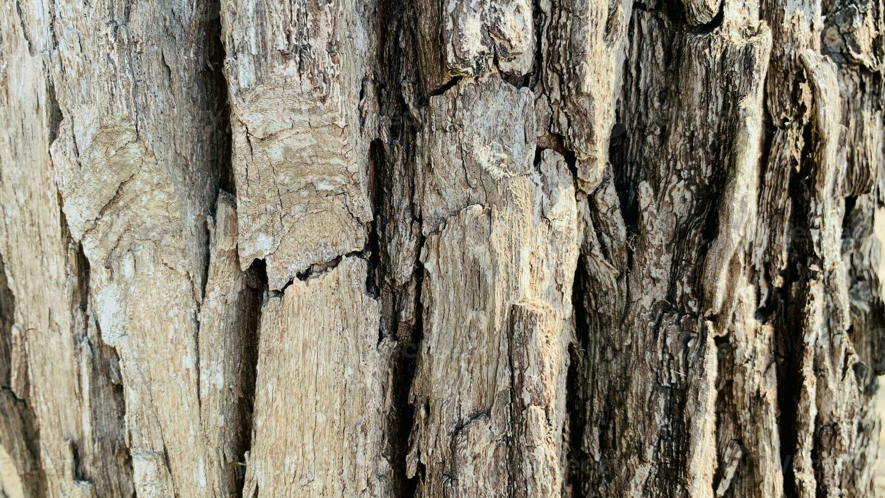 tree trunk background, Bark pattern is seamless texture from tree. For background wood work, Bark of brown hardwood, thick bark hardwood, residential house wood. photo