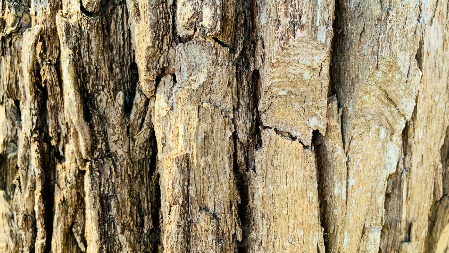 tree trunk background, Bark pattern is seamless texture from tree. For background wood work, Bark of brown hardwood, thick bark hardwood, residential house wood. photo