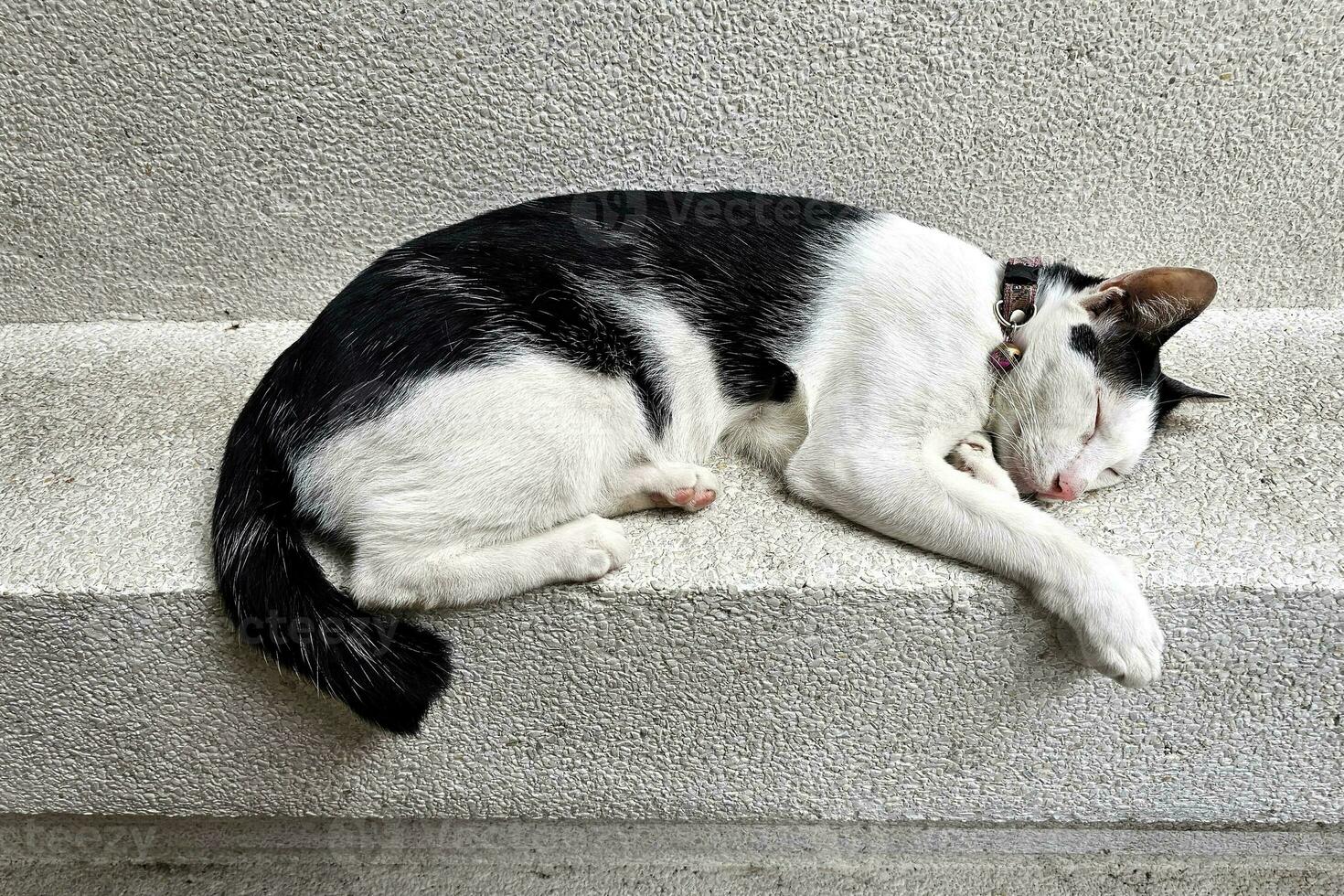 soñoliento gato en blanco pared. foto