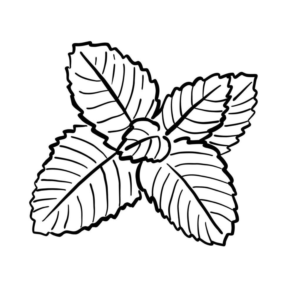 Mint bush. Vector illustration in doodle style