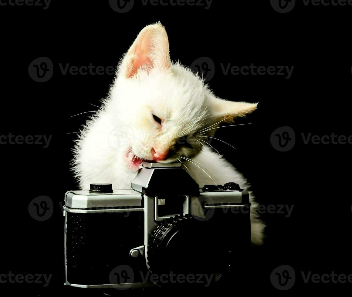 a white kitten is sitting on top of an old camera photo