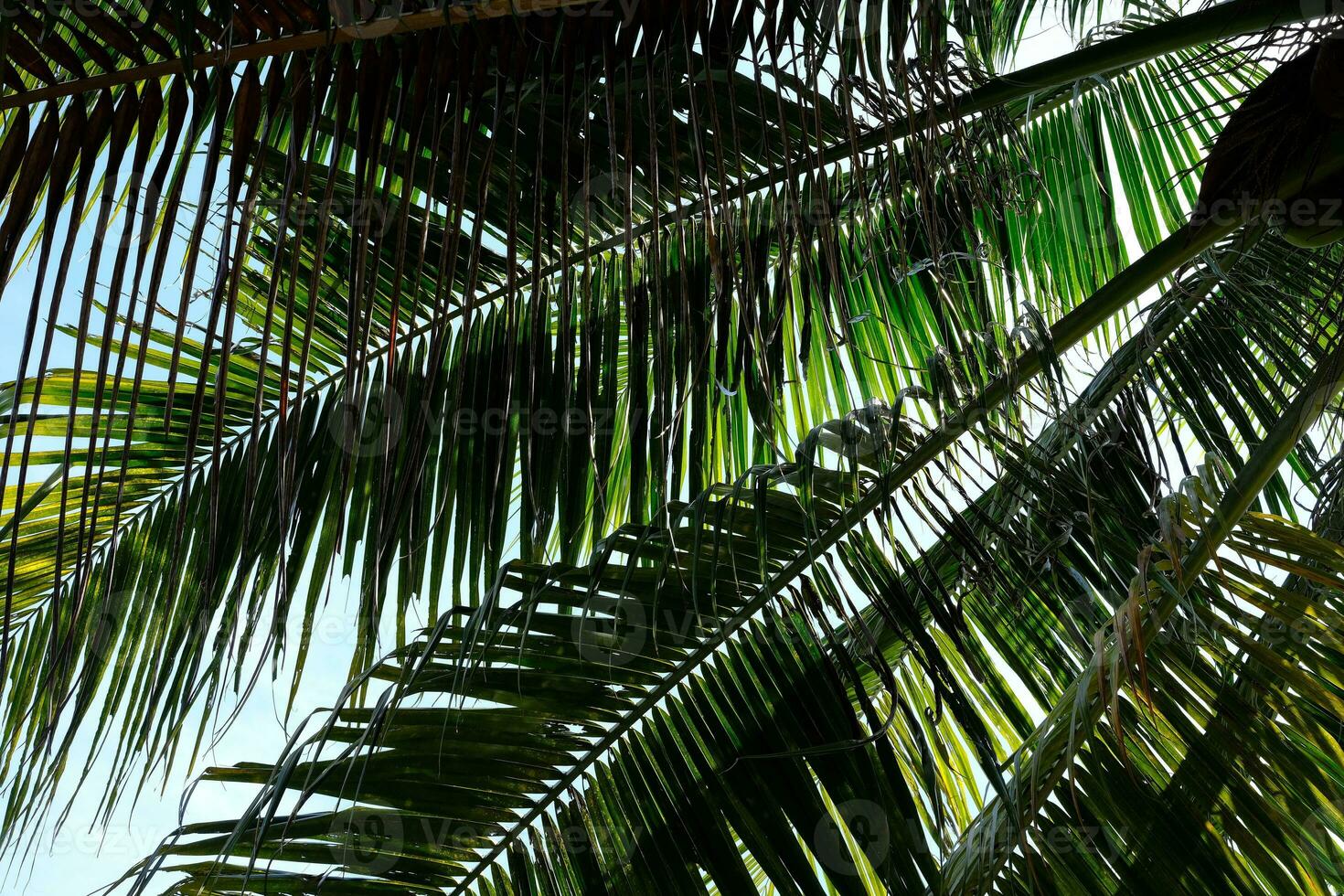 Coconut Leaves Texture for Background. photo