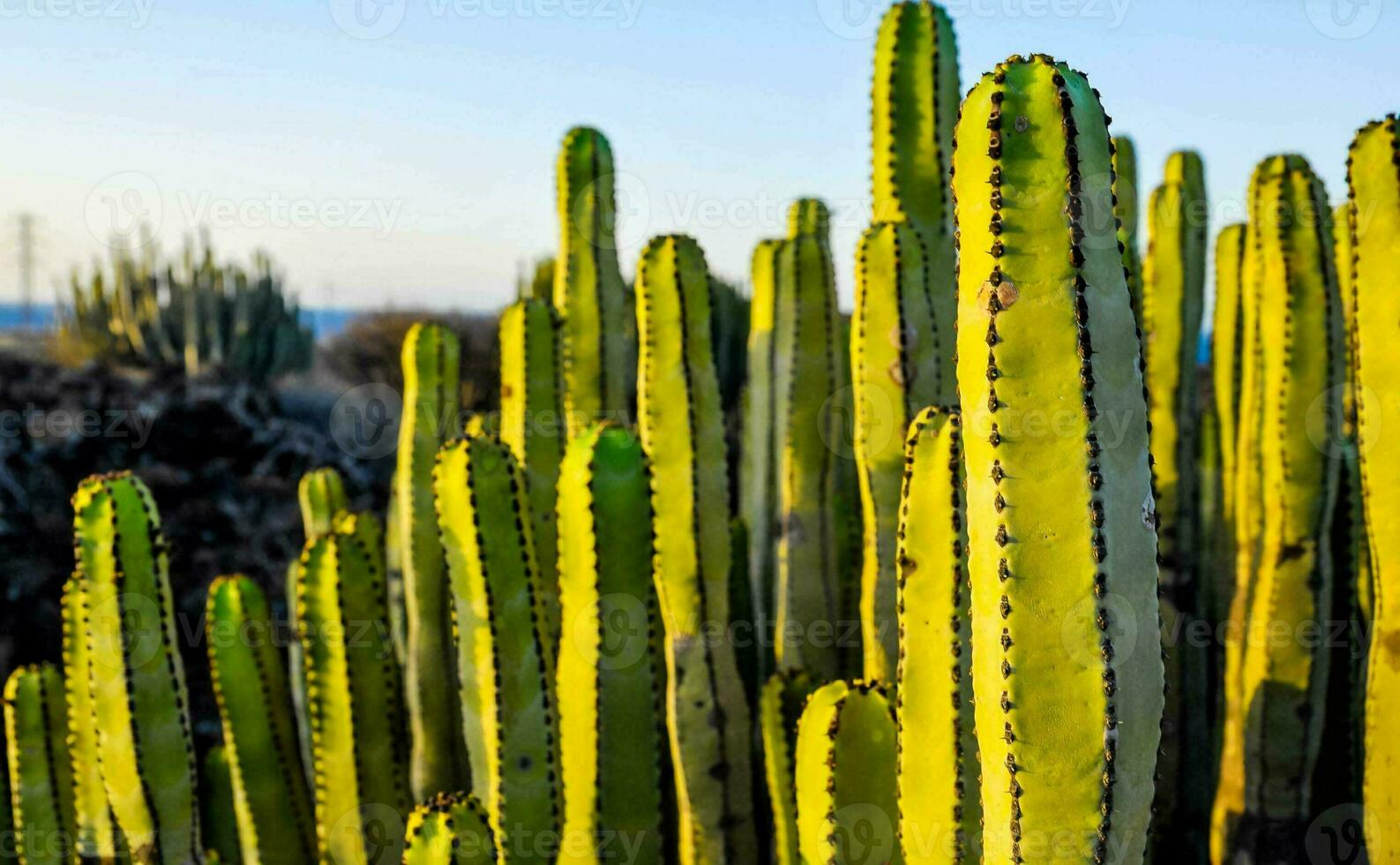 cactus plants in the desert with the ocean in the background photo