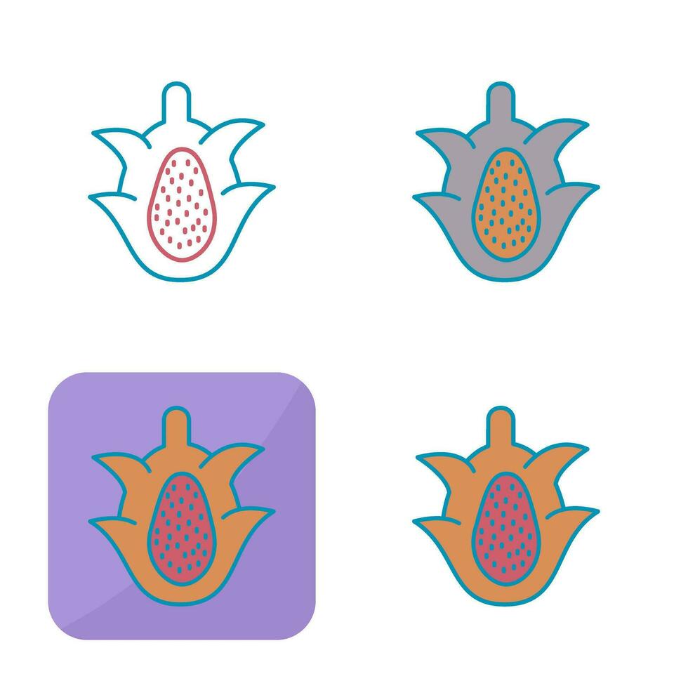 Dragon Fruit Vector Icon