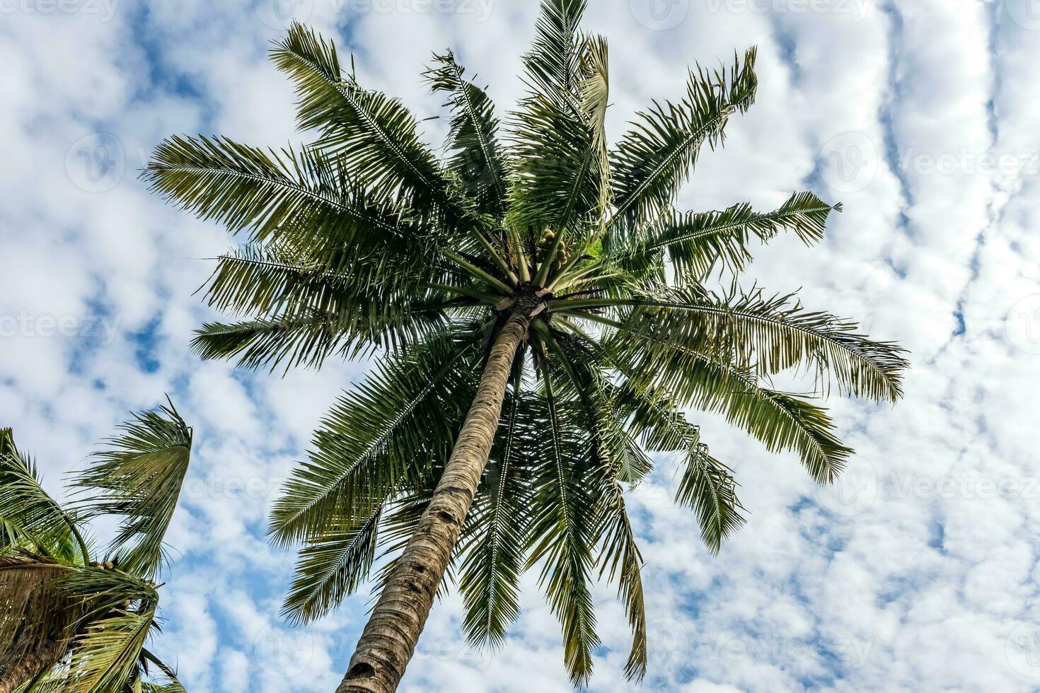 coconut trees palms against the blue sky of India photo
