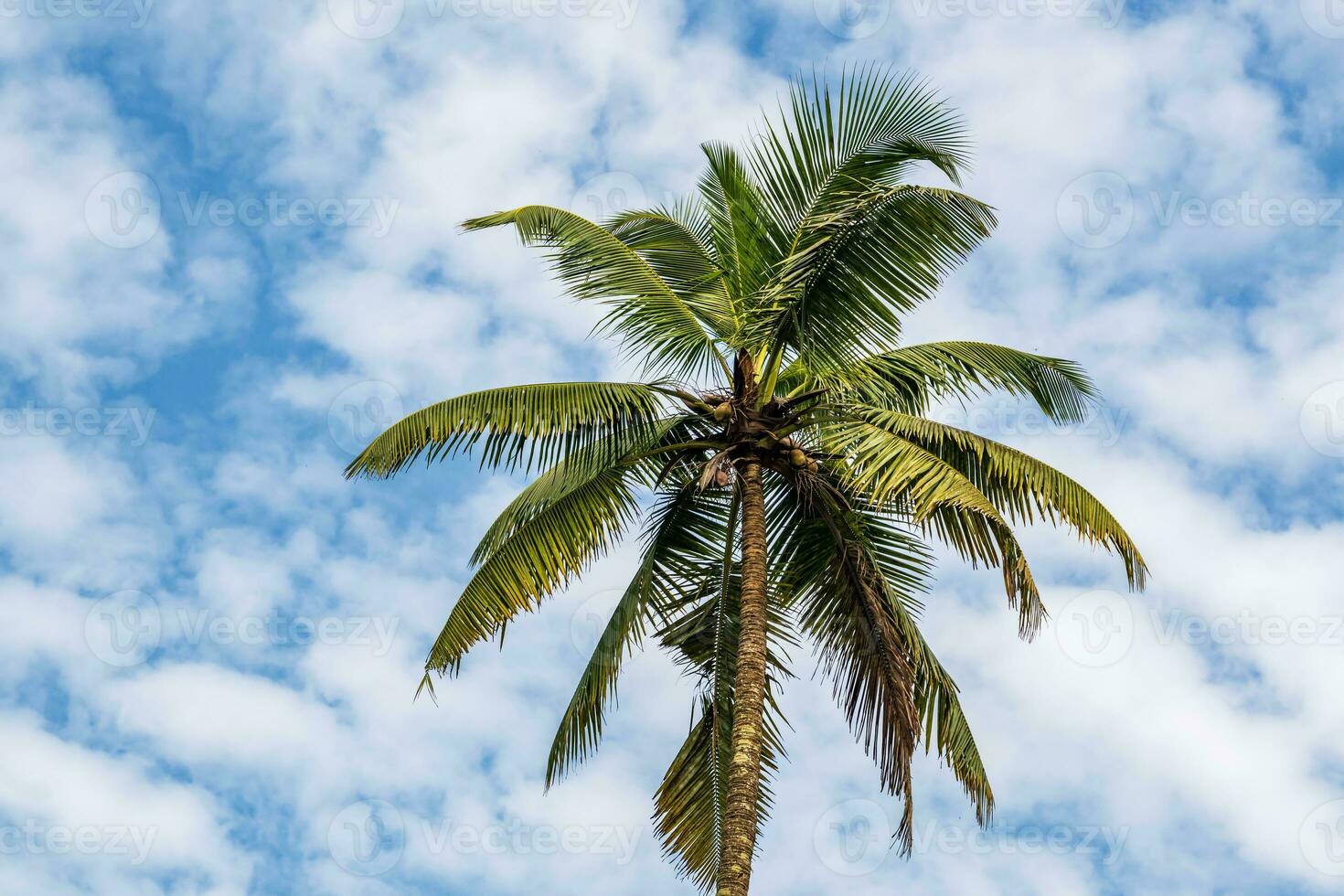 coconut trees palms against the blue sky of India photo