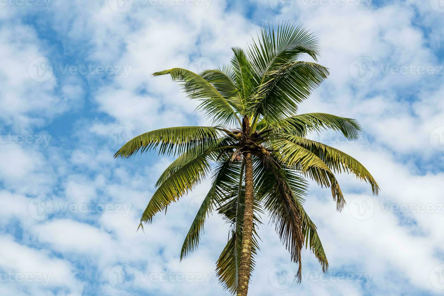 Coco arboles palmas en contra el azul cielo de India foto