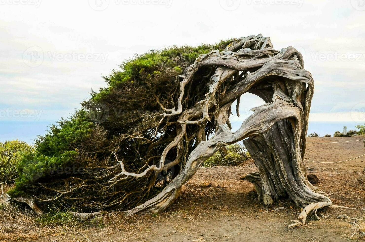 un árbol ese tiene estado retorcido por el viento foto