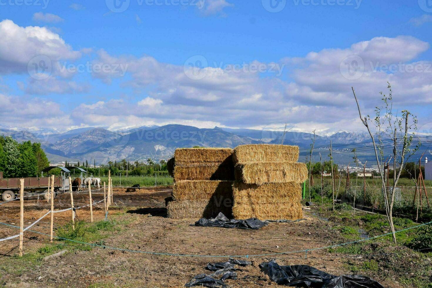bales of hay in the middle of a field photo