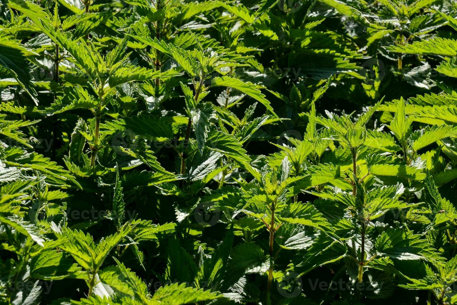 un campo de verde plantas con muchos hojas foto