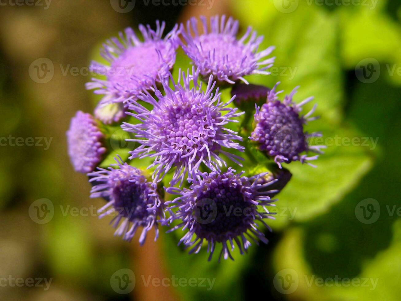 a purple flower with green leaves in the background photo