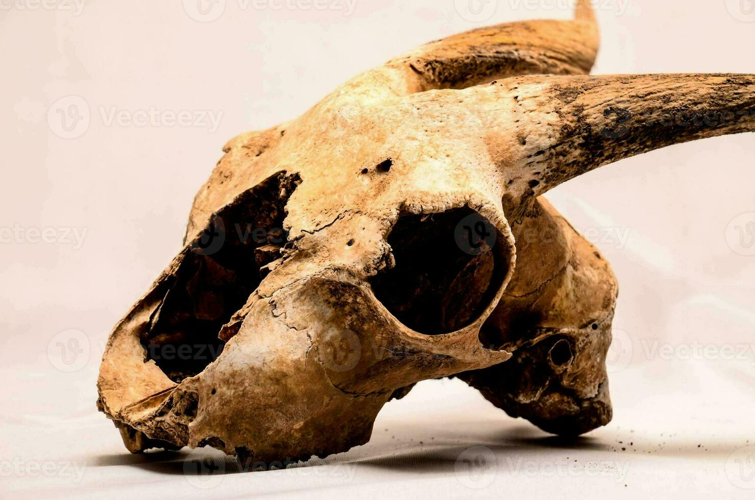 a skull with horns on a white background photo