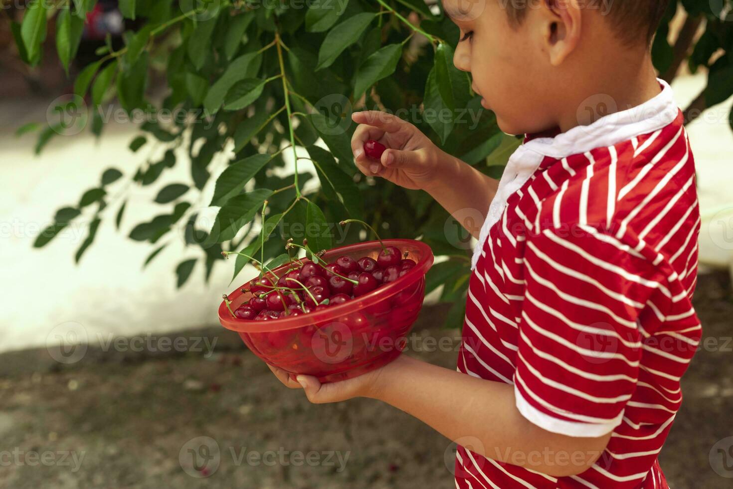 Little kid picking cherry from tree in garden. 6-year old middle eastern boy picks raw cherry fruit. Family having fun at harvest time. photo