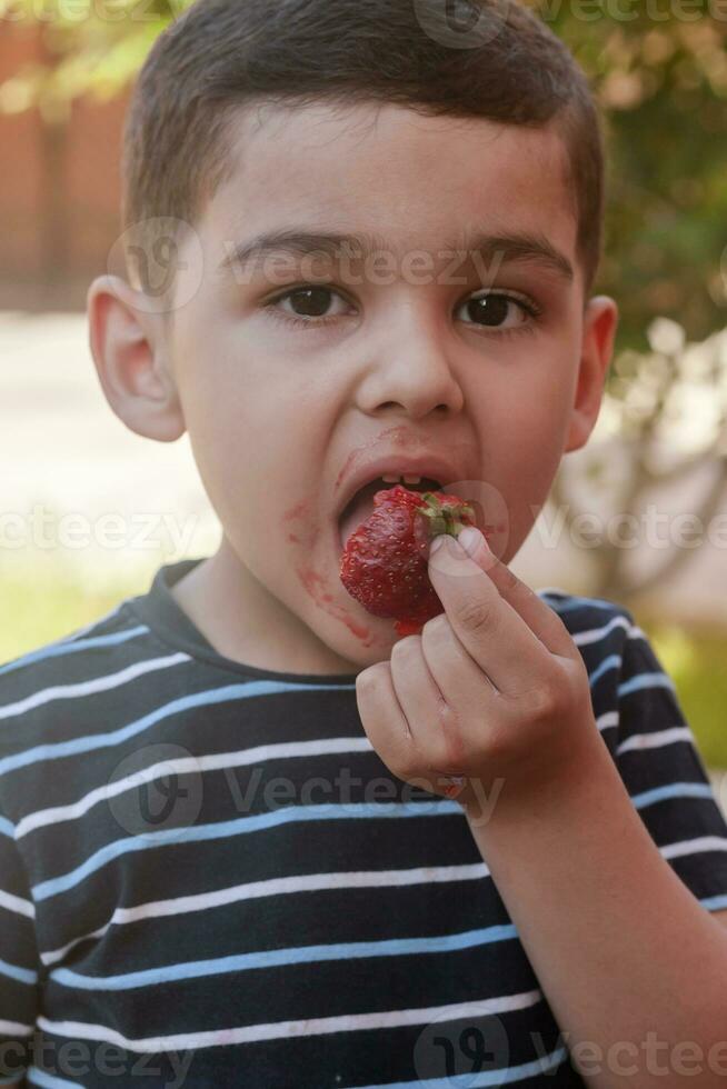 A little boy eating strawberries. Summer food. A young kid eats a yummy