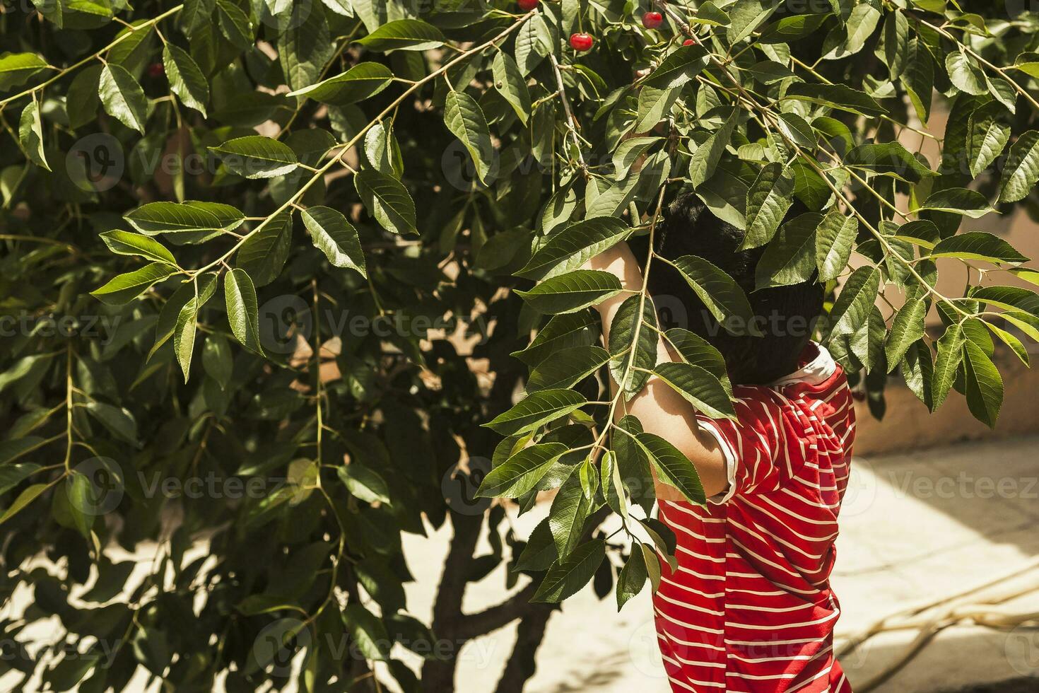 Little kid picking cherry from tree in garden. 6-year old middle eastern boy picks raw cherry fruit. Family having fun at harvest time. photo