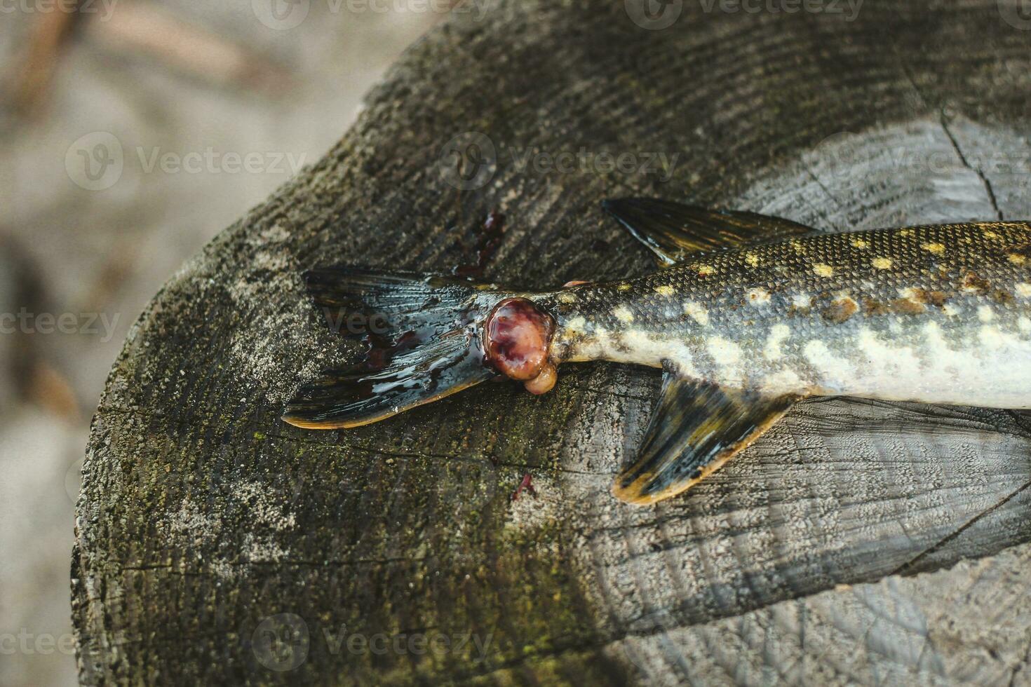 Pike fish caught by a fisherman with a wound from a bite, illness. photo