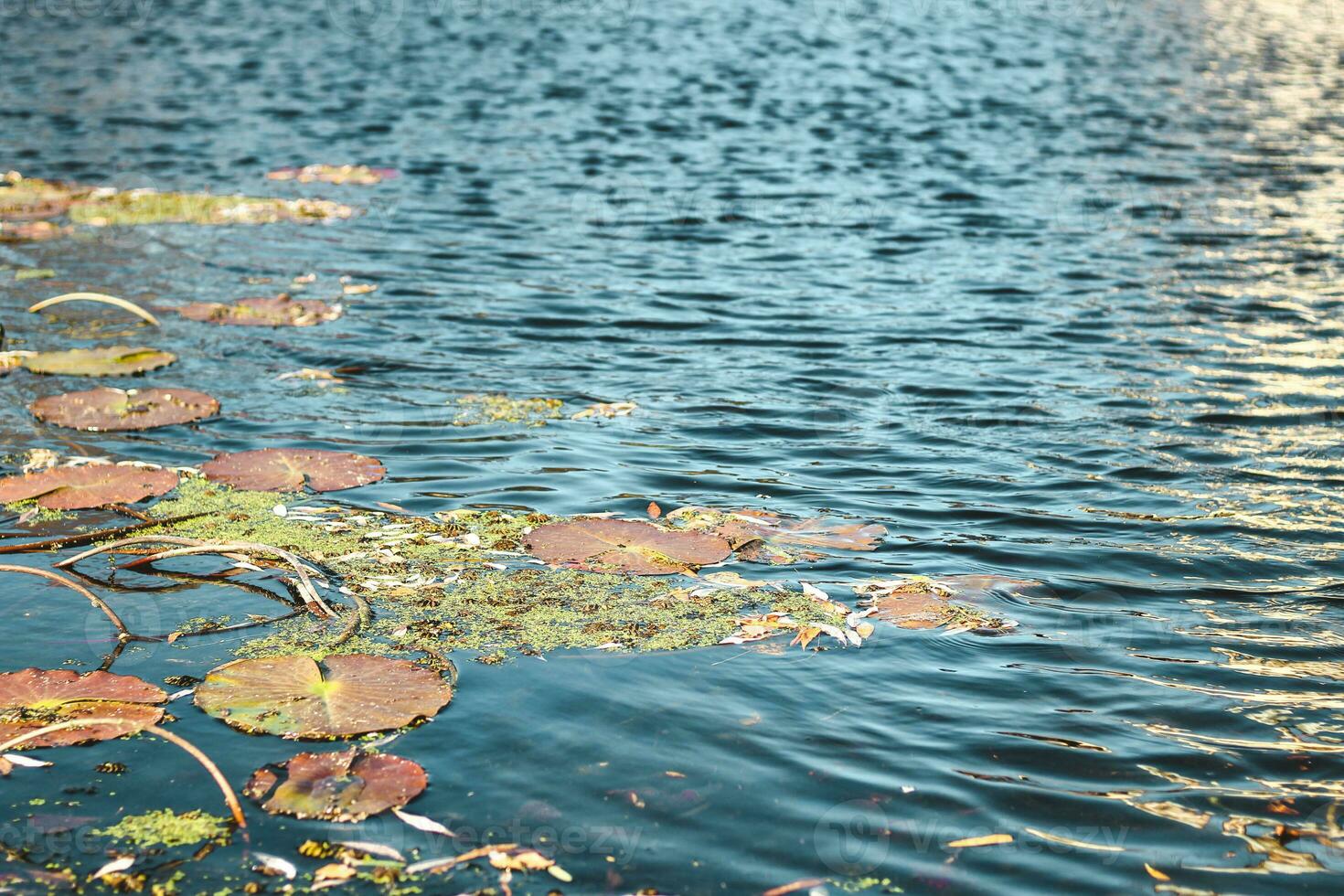 Autumn river surface texture with algae and fallen leaves. photo